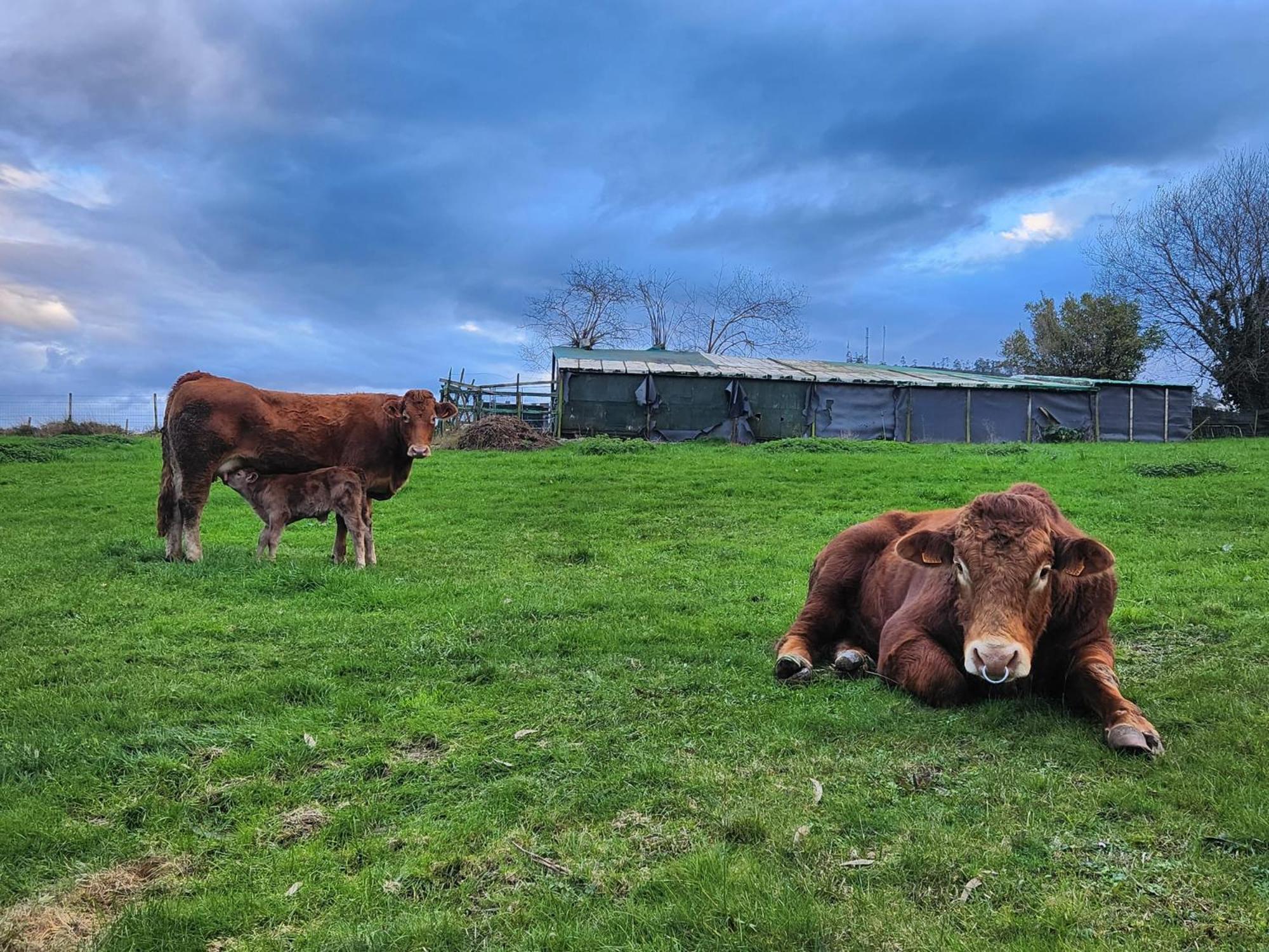 Refugio Finca El Canu Valdaliga エクステリア 写真
